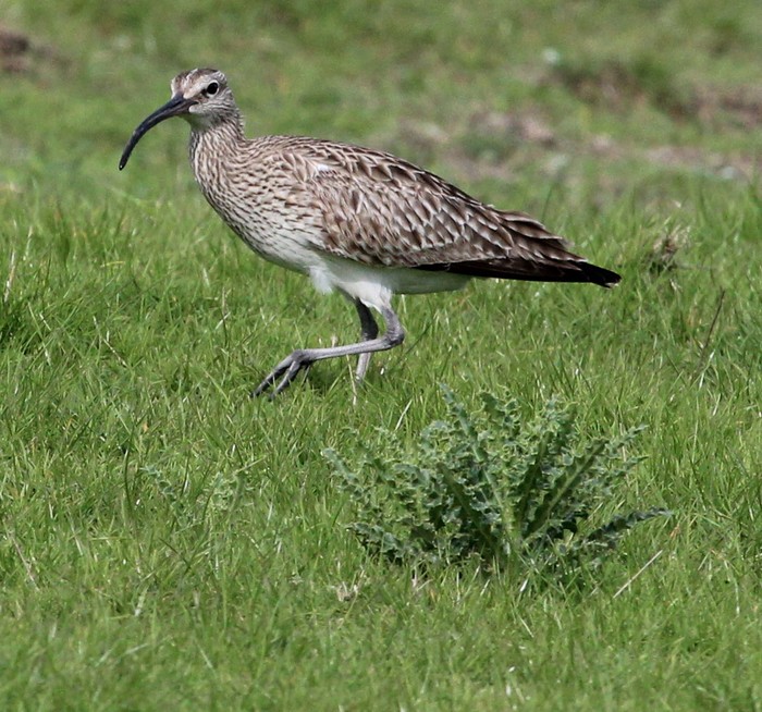 Whimbrel