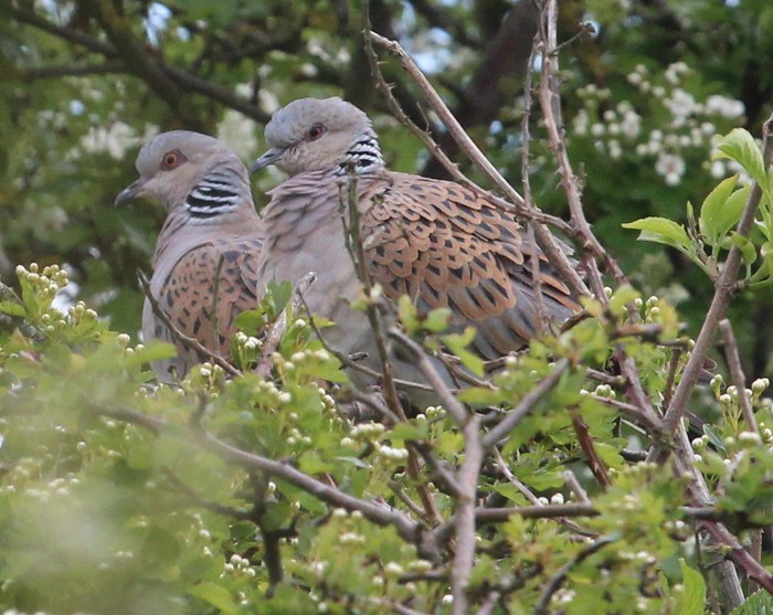 Turtle Dove