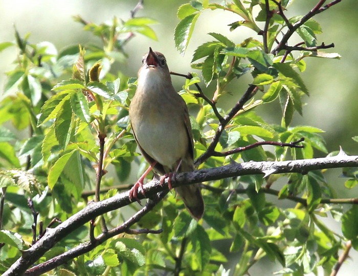 Grasshopper Warbler
