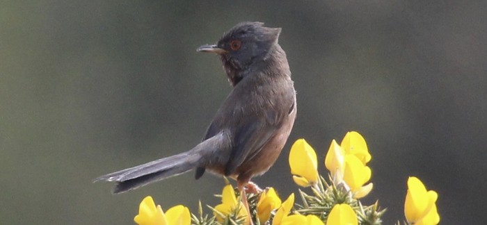 Dartford Warbler