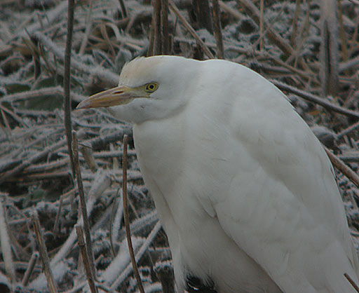 Cattle Egret