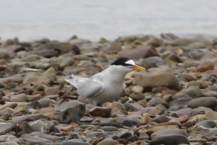 Little Tern