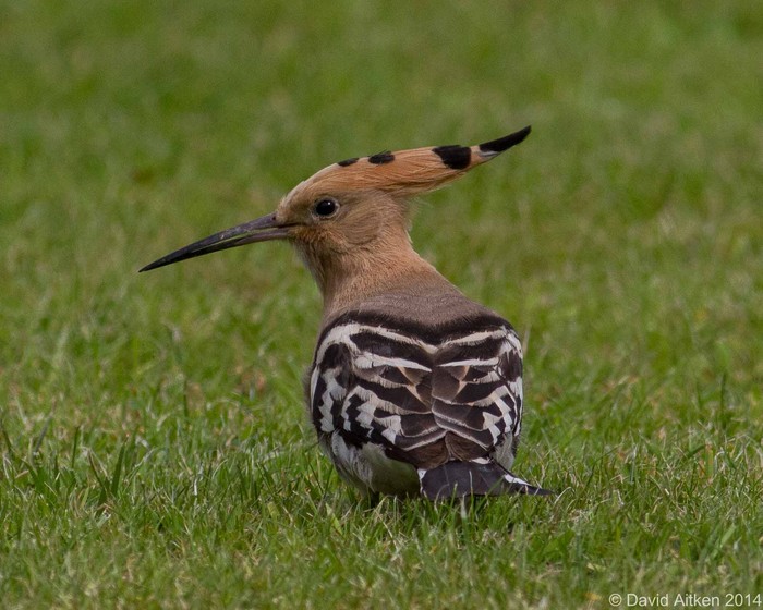Hoopoe