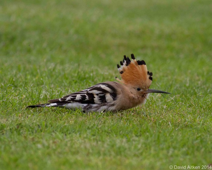 Hoopoe