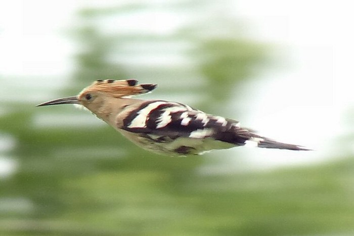 Hoopoe