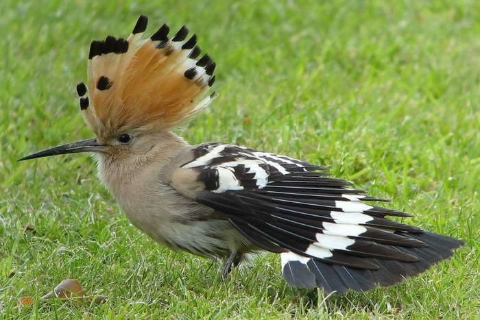 Hoopoe