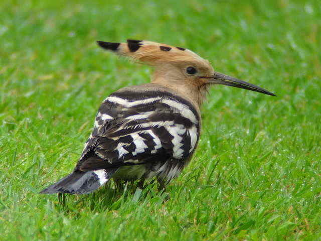 Hoopoe