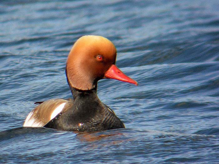 Red-crested Pochard