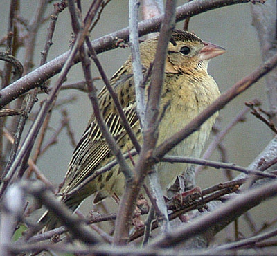 Bobolink