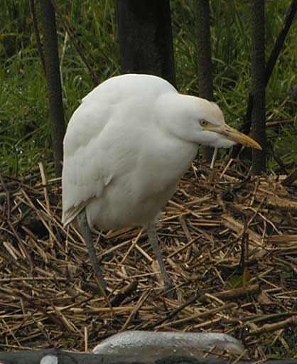 Cattle Egret