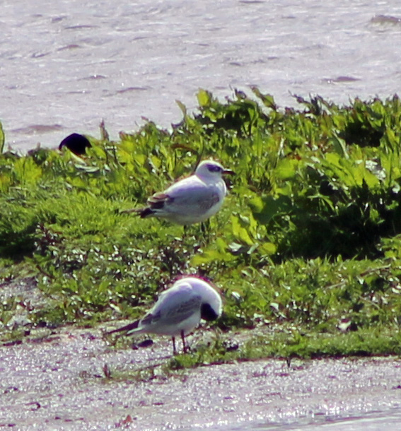Mediterranean Gull