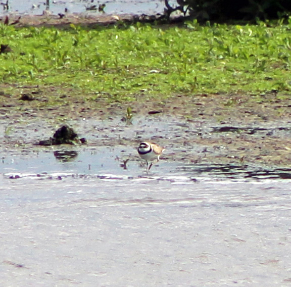 Little Ringed Plover