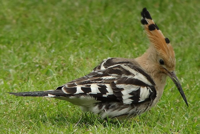 Hoopoe