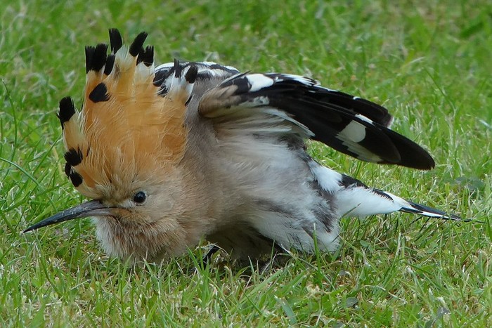 Hoopoe