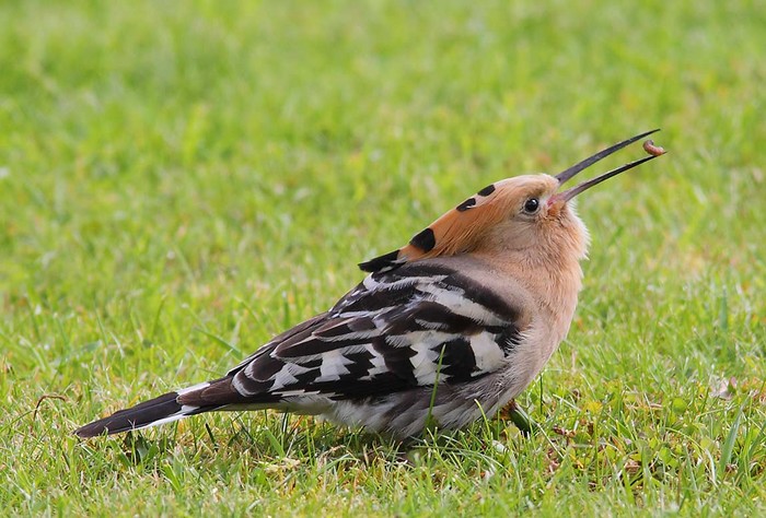 Hoopoe