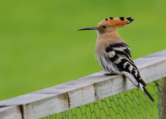 Hoopoe