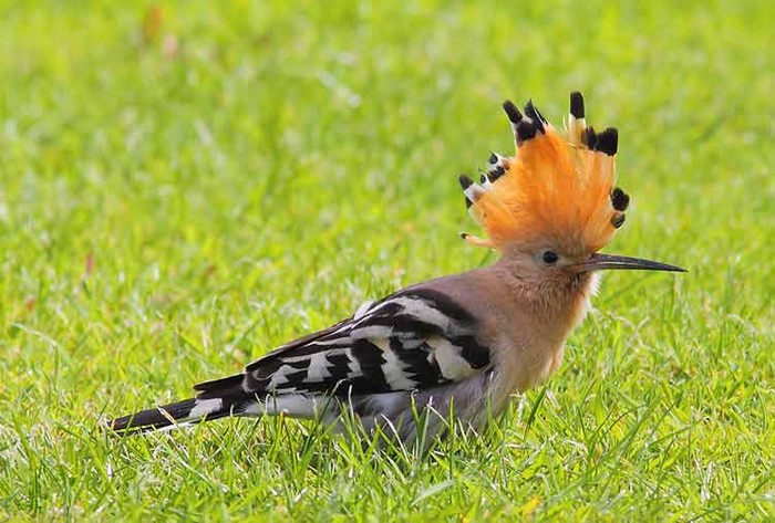 Hoopoe