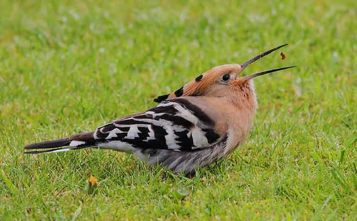 Hoopoe