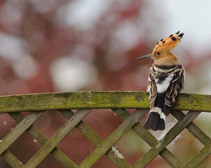 Hoopoe