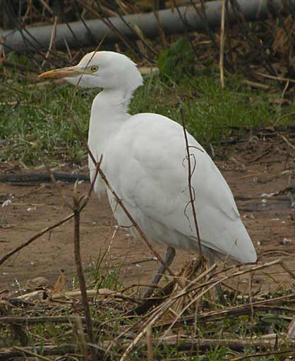 Cattle Egret