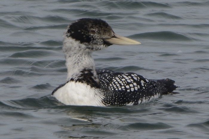 White-billed Diver