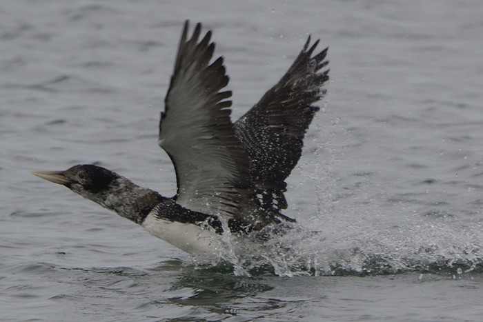 White-billed Diver