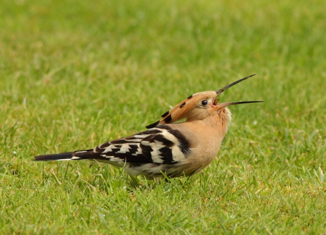 Hoopoe