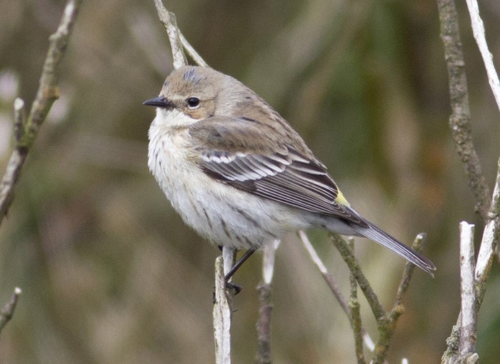 Myrtle Warbler