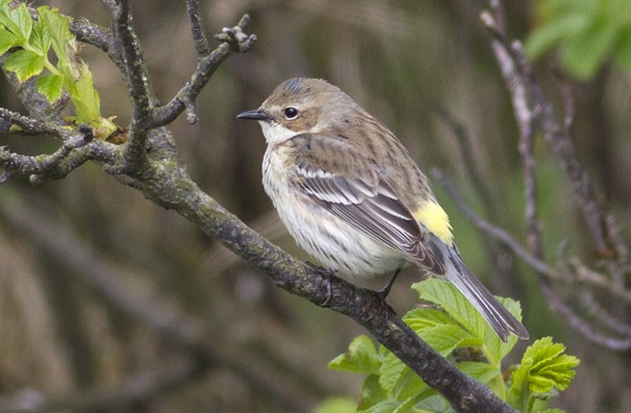 Myrtle Warbler