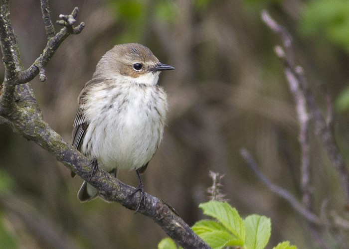 Myrtle Warbler