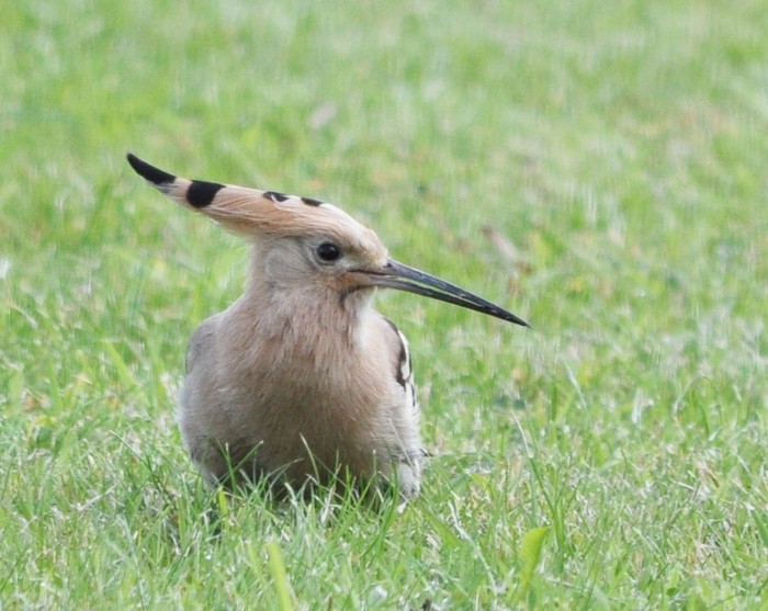 Hoopoe