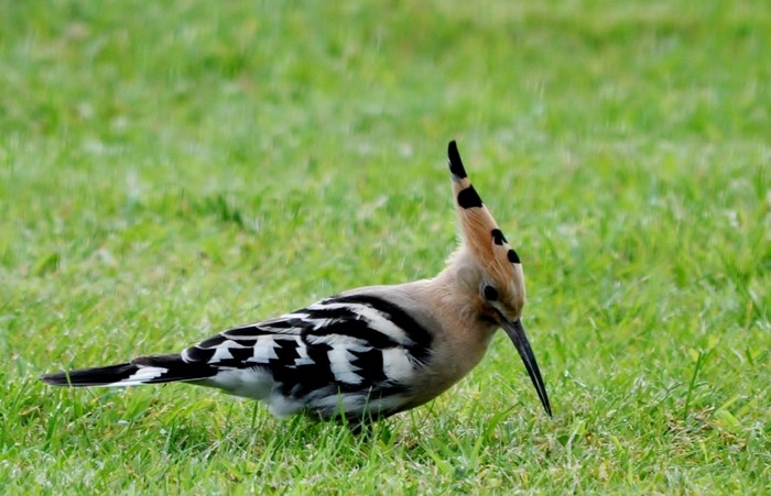 Hoopoe