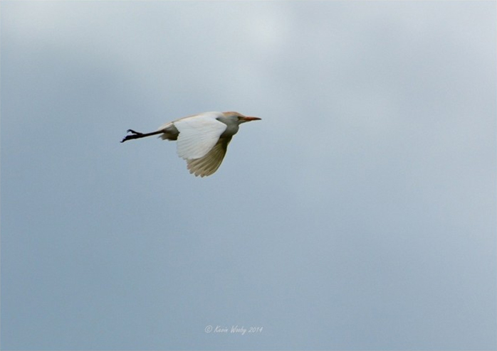 Cattle Egret