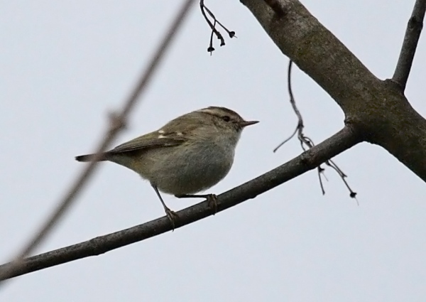 Hume's Yellow-browed Warbler