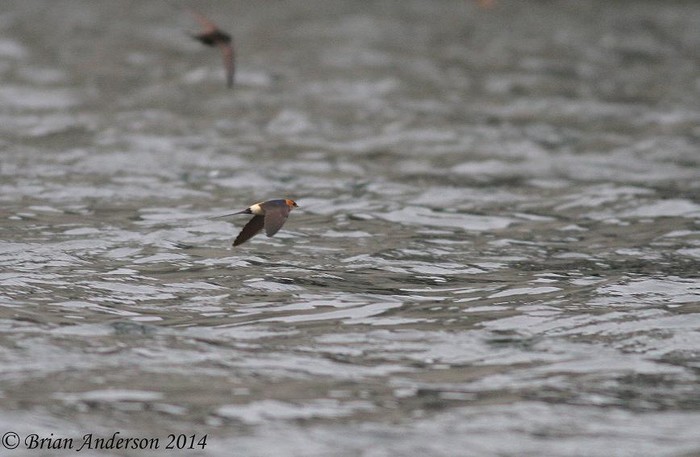Red-rumped Swallow