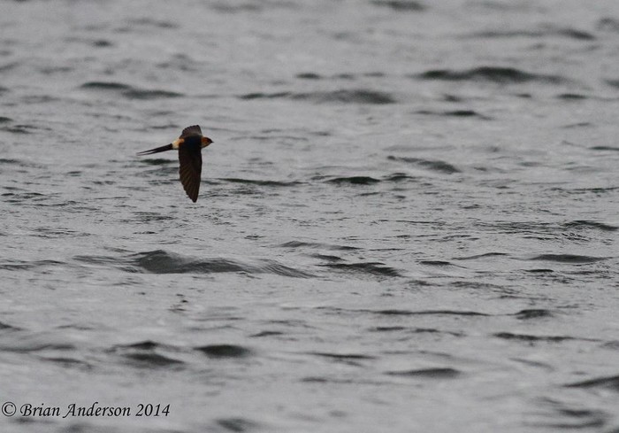 Red-rumped Swallow