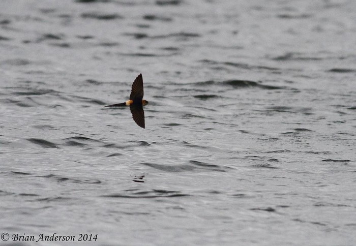 Red-rumped Swallow