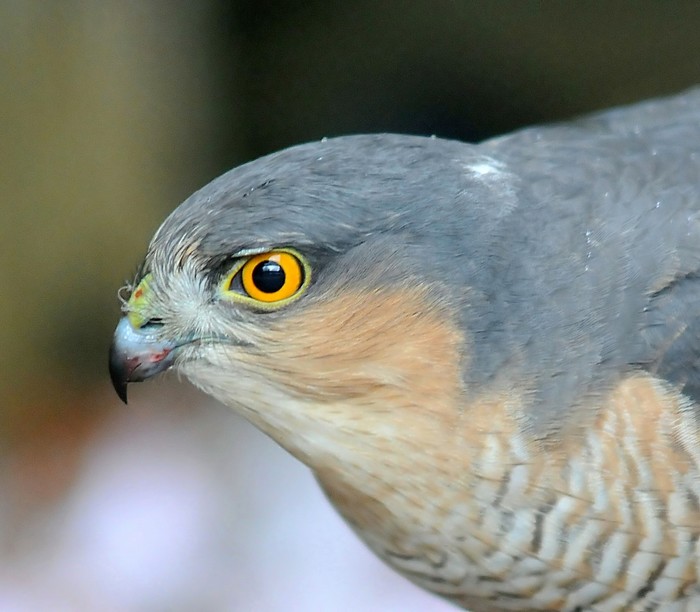 Sparrowhawk