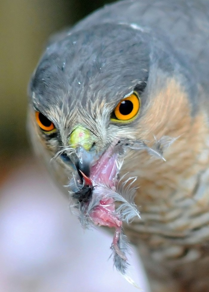Sparrowhawk