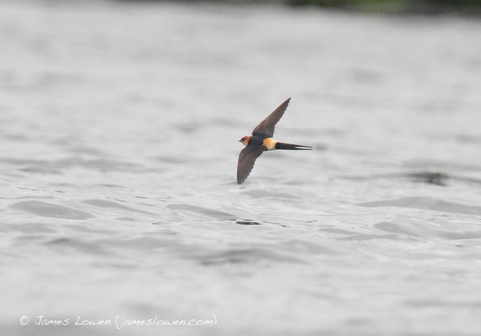 Red-rumped Swallow