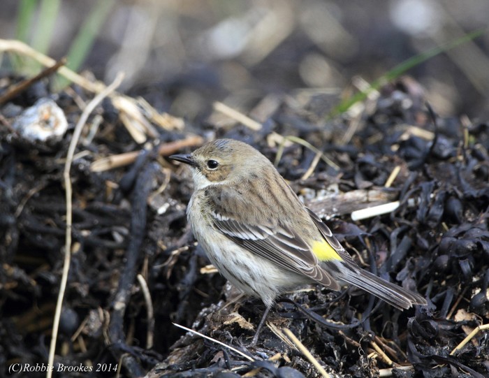 Myrtle Warbler