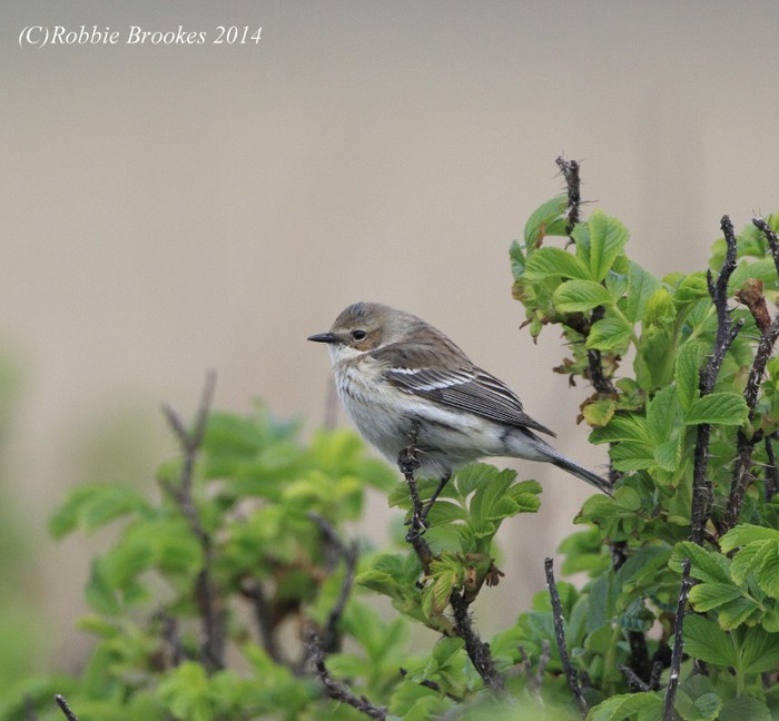 Myrtle Warbler