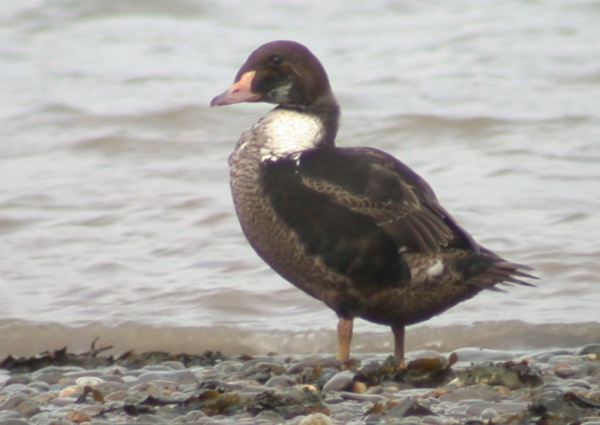 King Eider