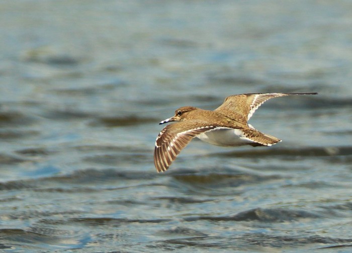 Common Sandpiper
