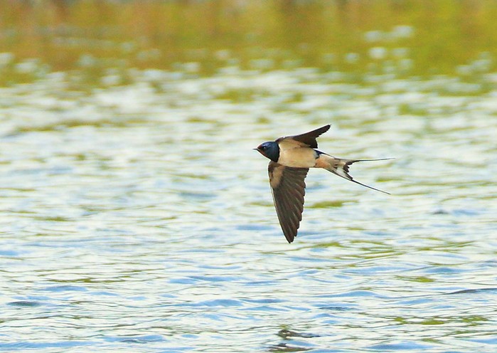 Swallow