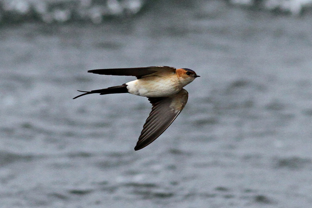 Red-rumped Swallow