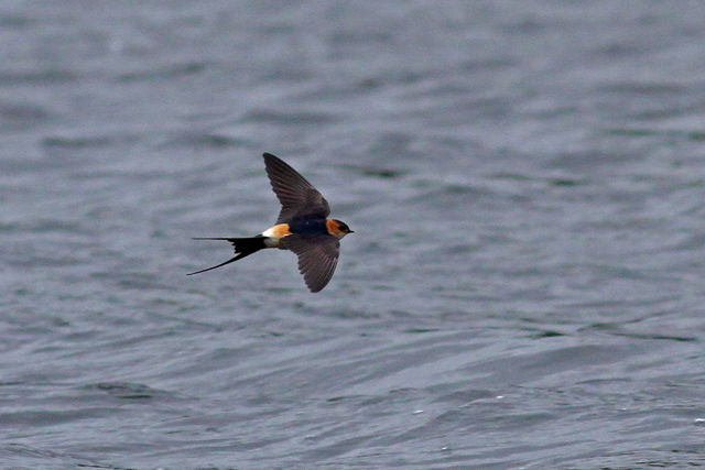 Red-rumped Swallow