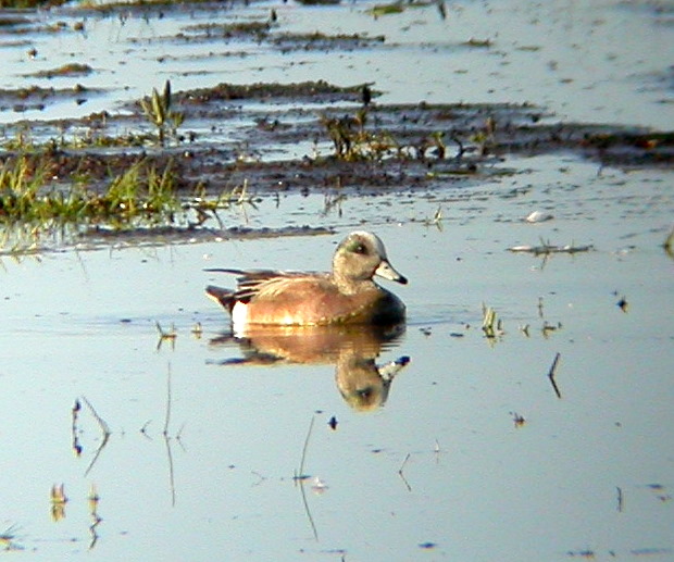 American Wigeon