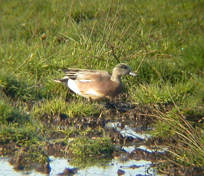 American Wigeon