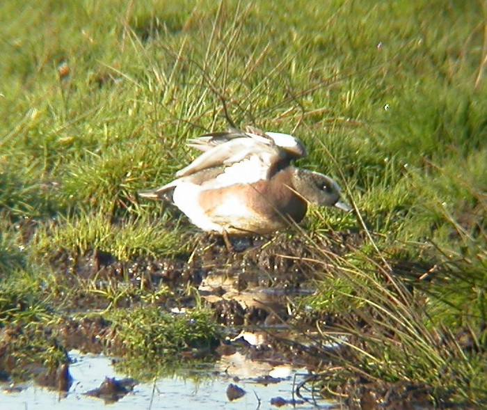 American Wigeon